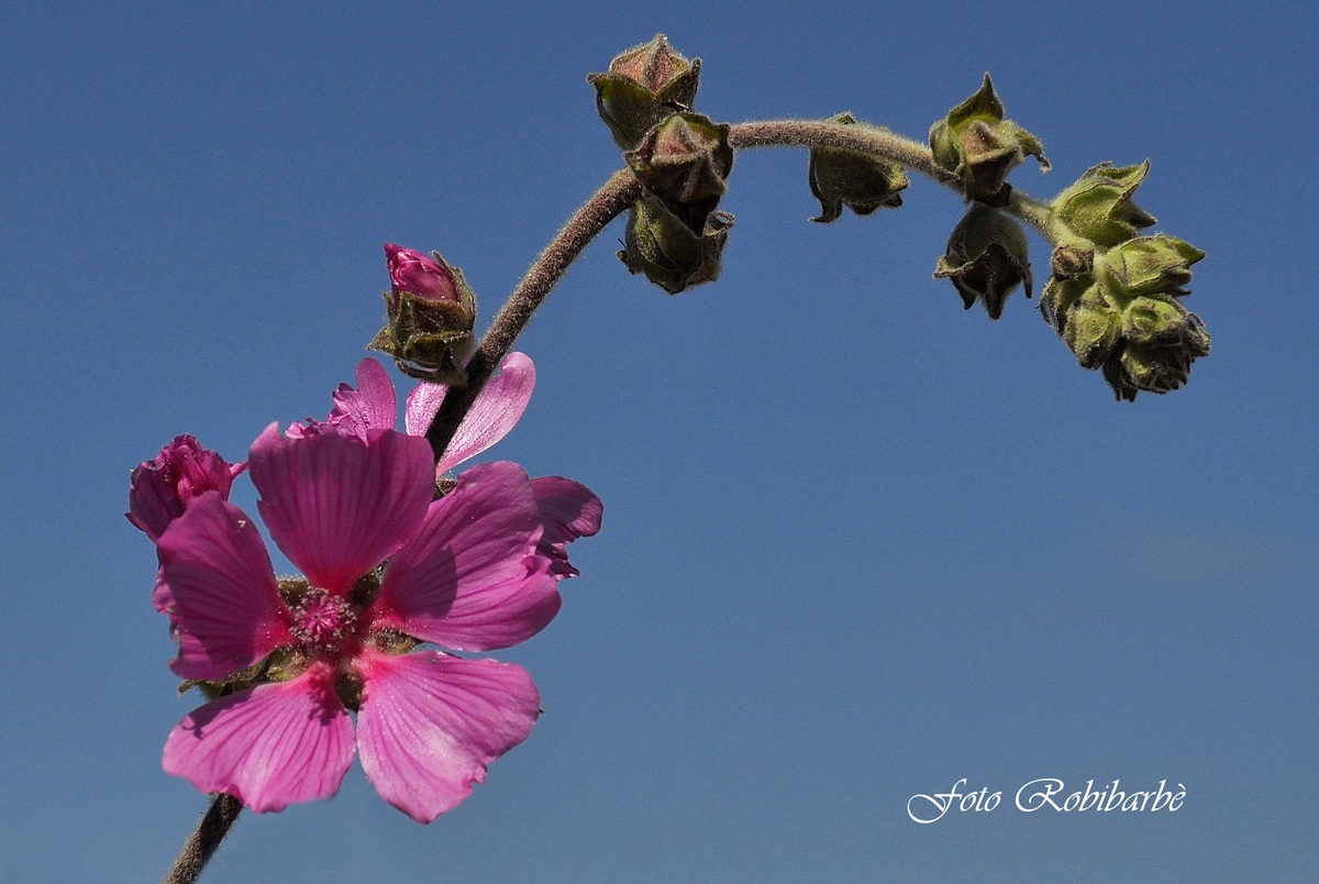 L'arco...in fiore....