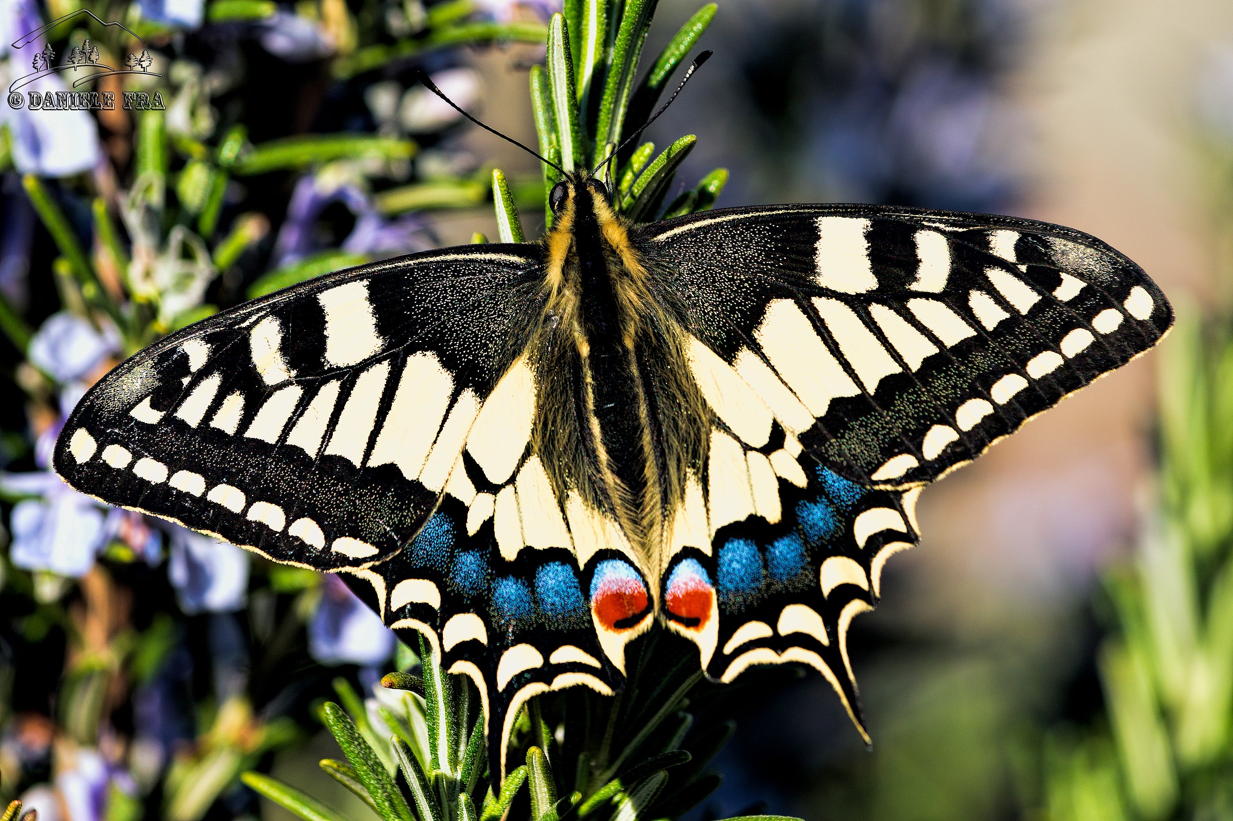 Papilio Machaon sul Rosmarino