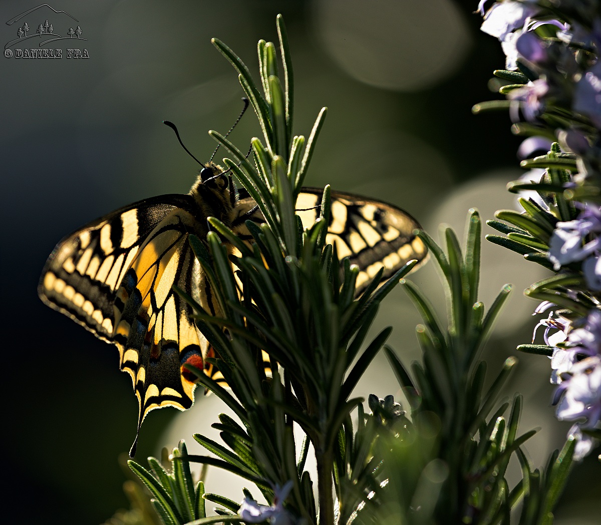 Papilio Machaon in Lit