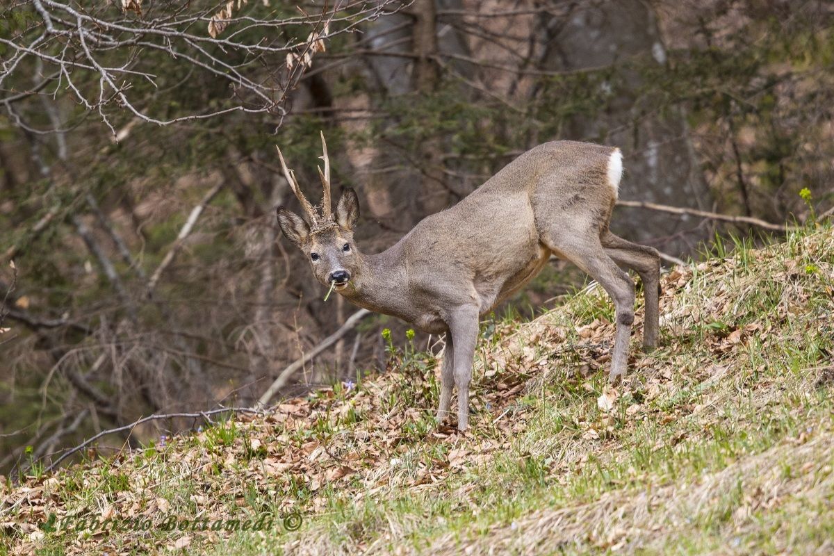 What a beautiful big boy!