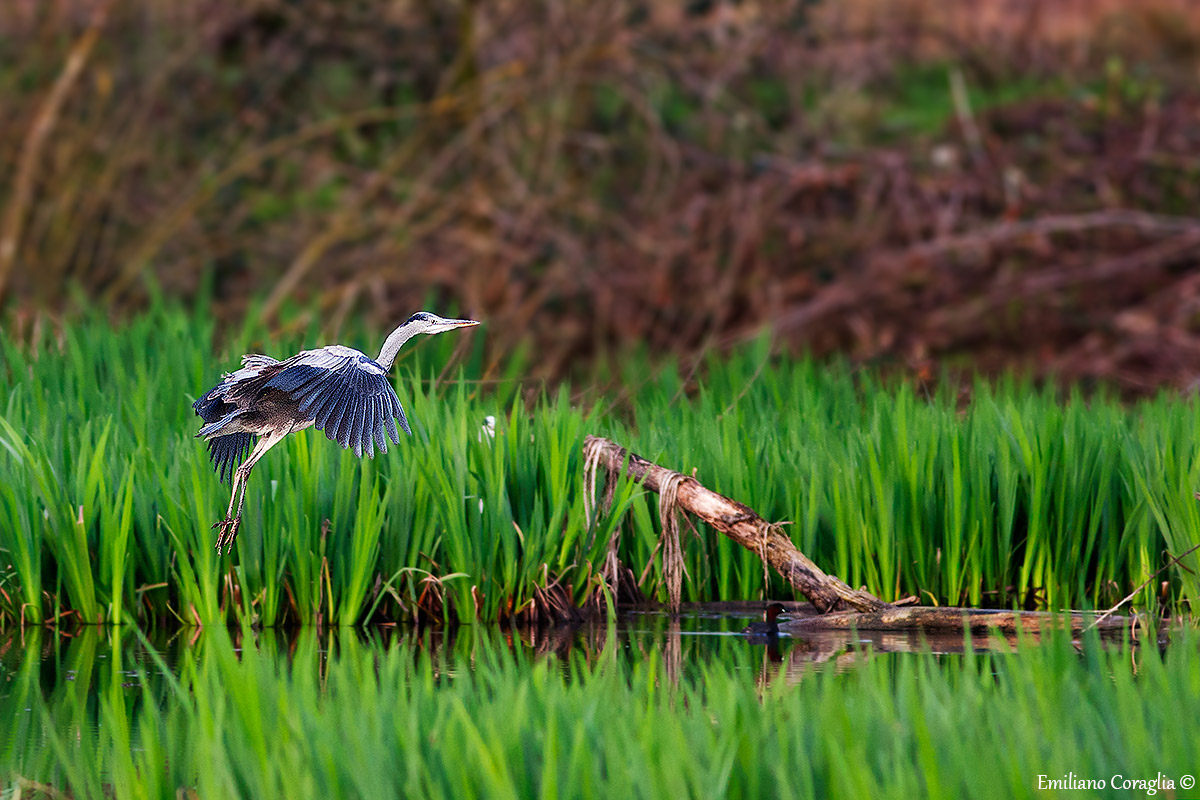 Heron Landing