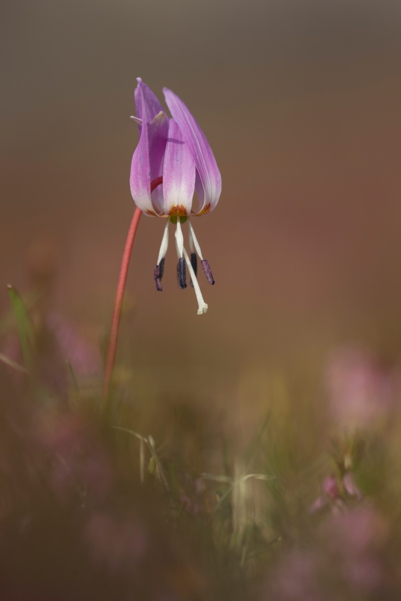 dente di cane - Erythronium dens-canis