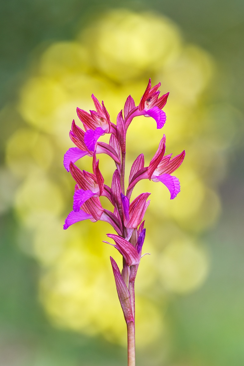 Anacamptis papilionacea