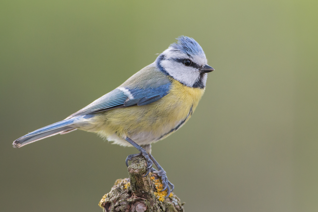 blue tit