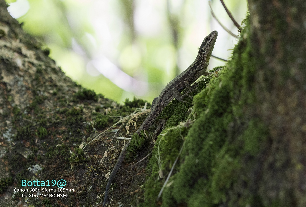 Lizard on Tree
