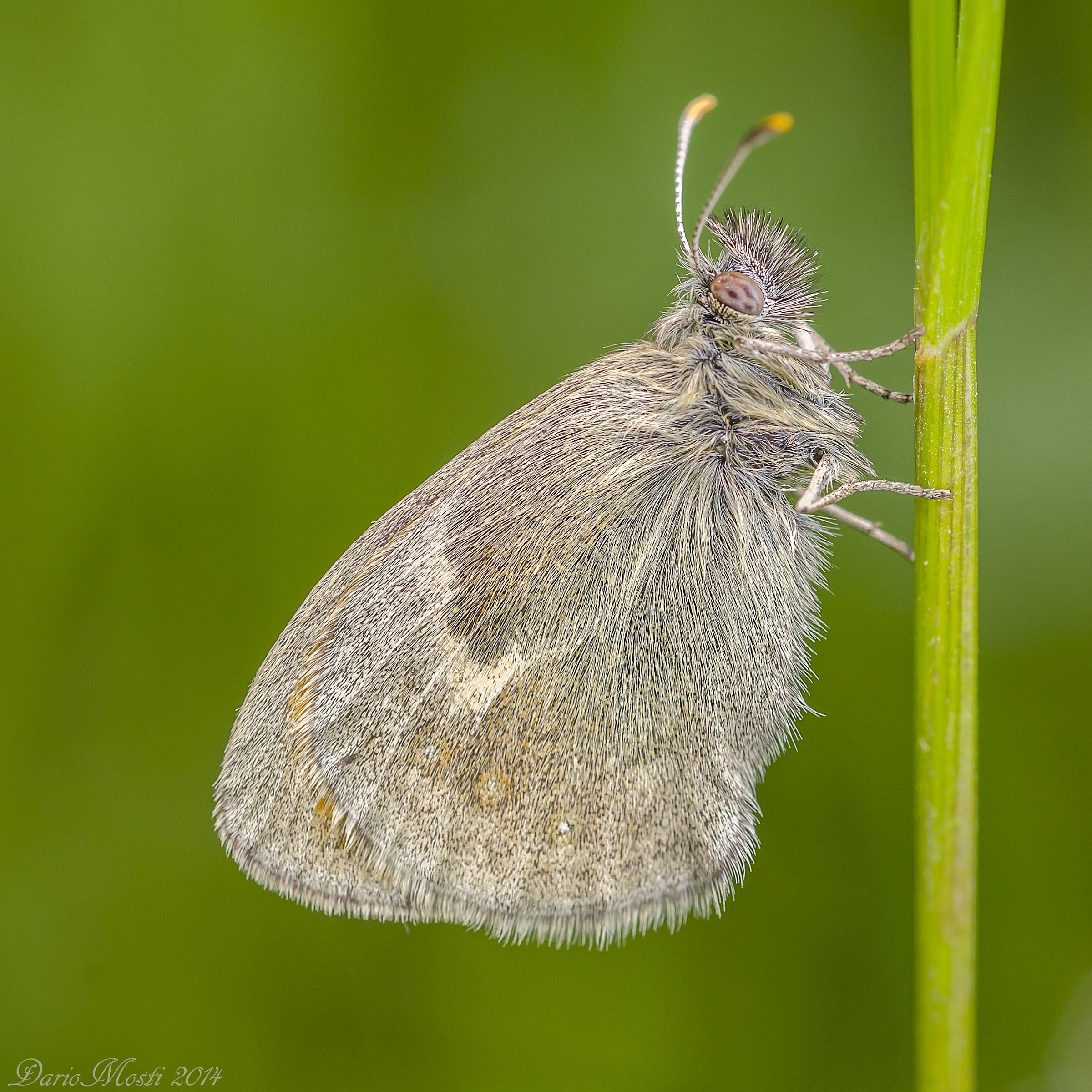 Coenonympha pamphilus???