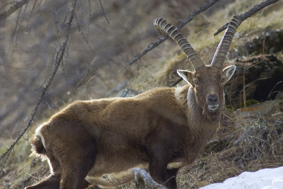 ibex
