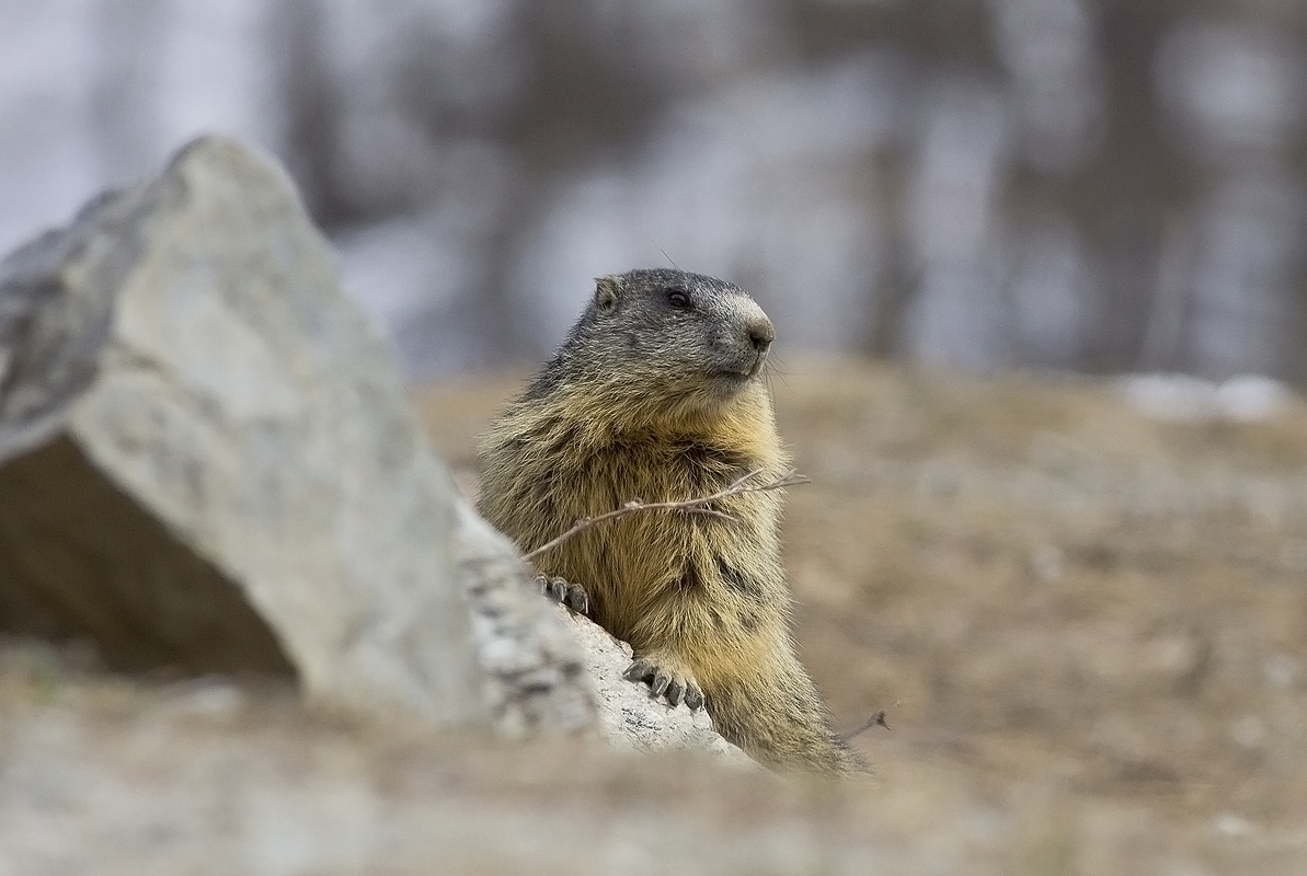 the first fruits of the season