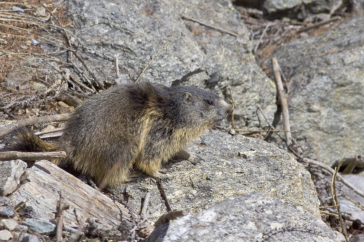 marmot