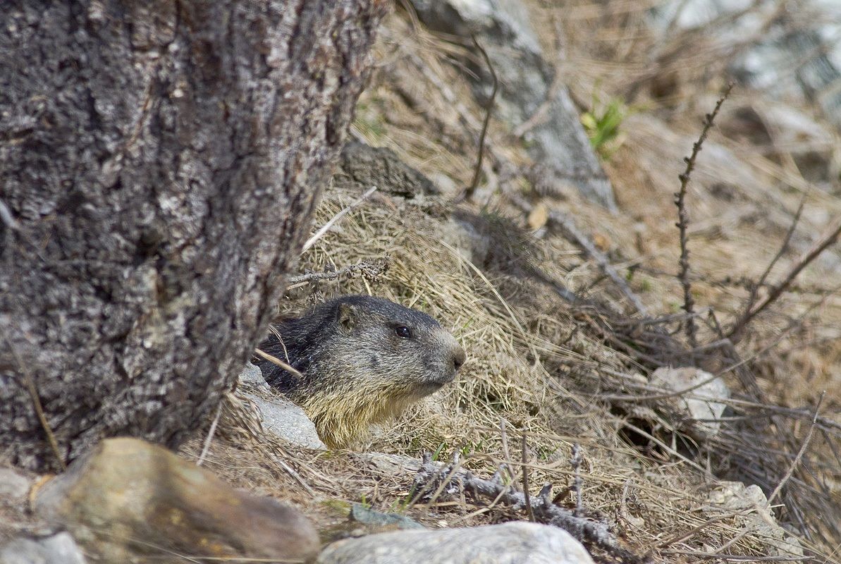 marmotta1