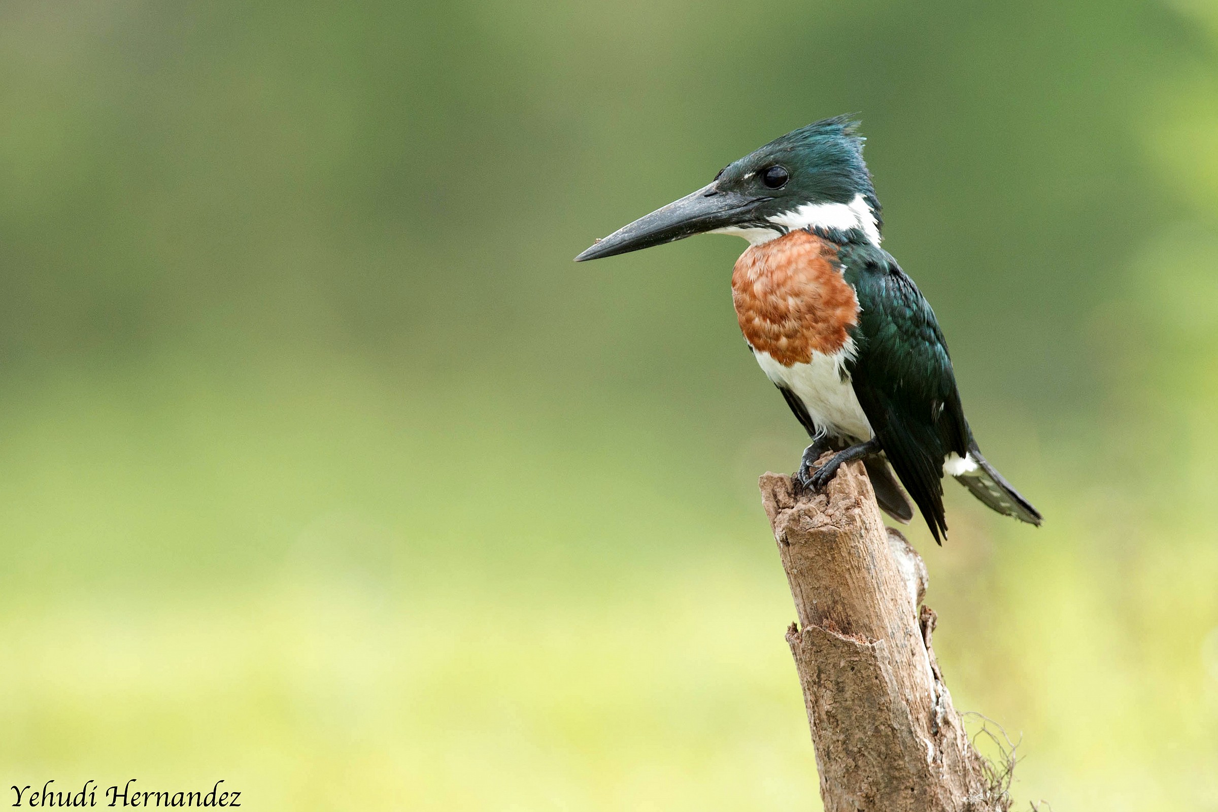 Amazon Kingfisher