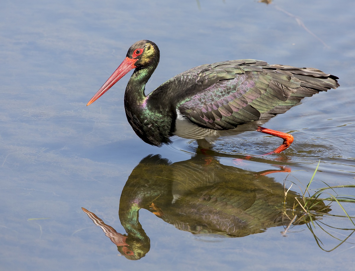 Specchio specchio....