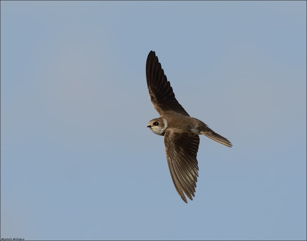 Sand Martin ...
