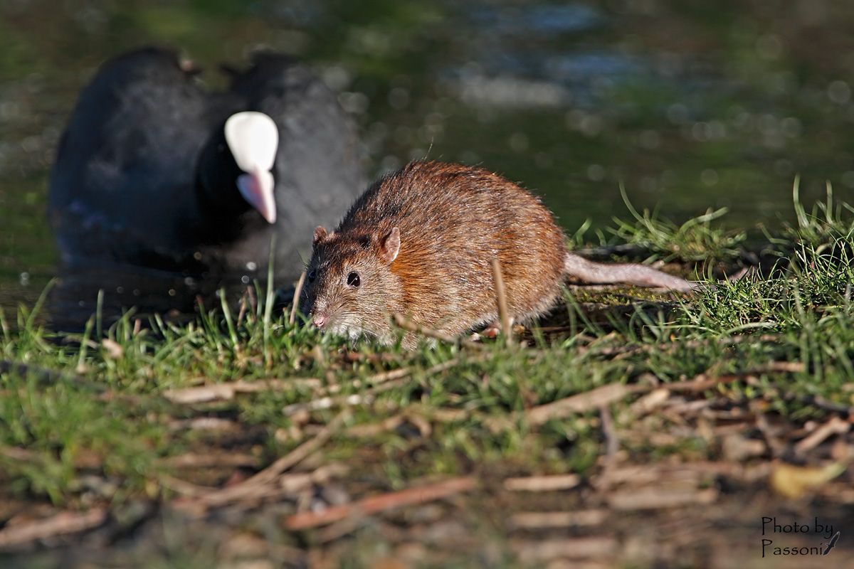 Guardati alle spalle!