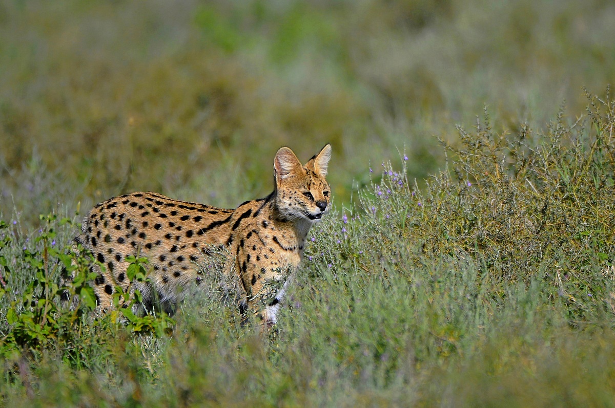 La ricerca del cucciolo