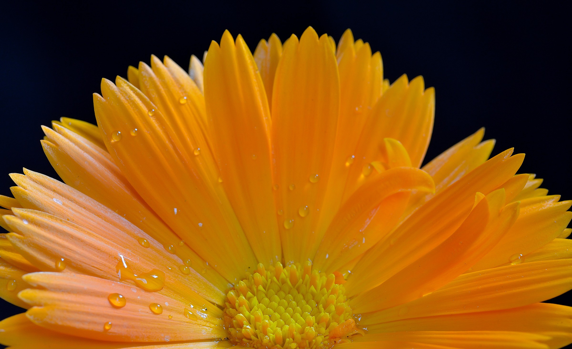 calendula