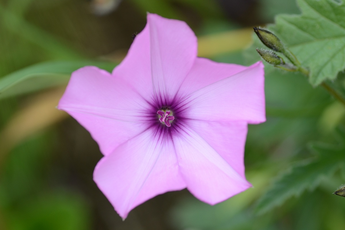 Fiore rosa a forma d'elica