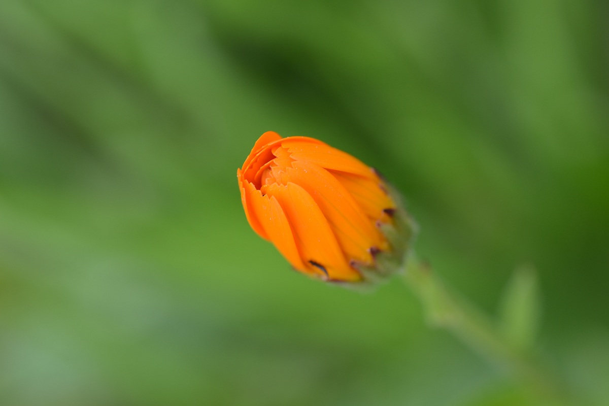 Fiore arancine Che sta per sbocciare