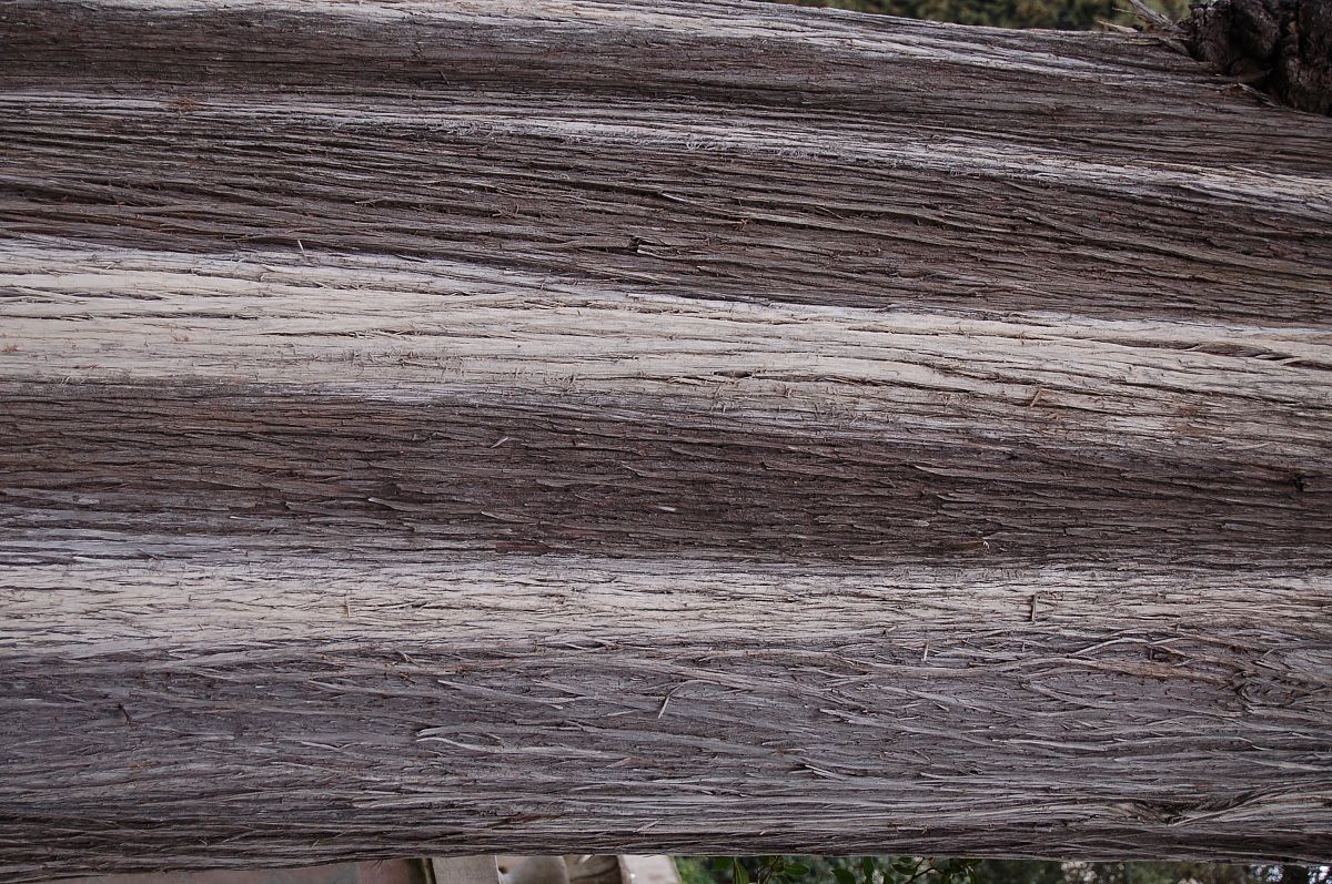 tronco albero secolare