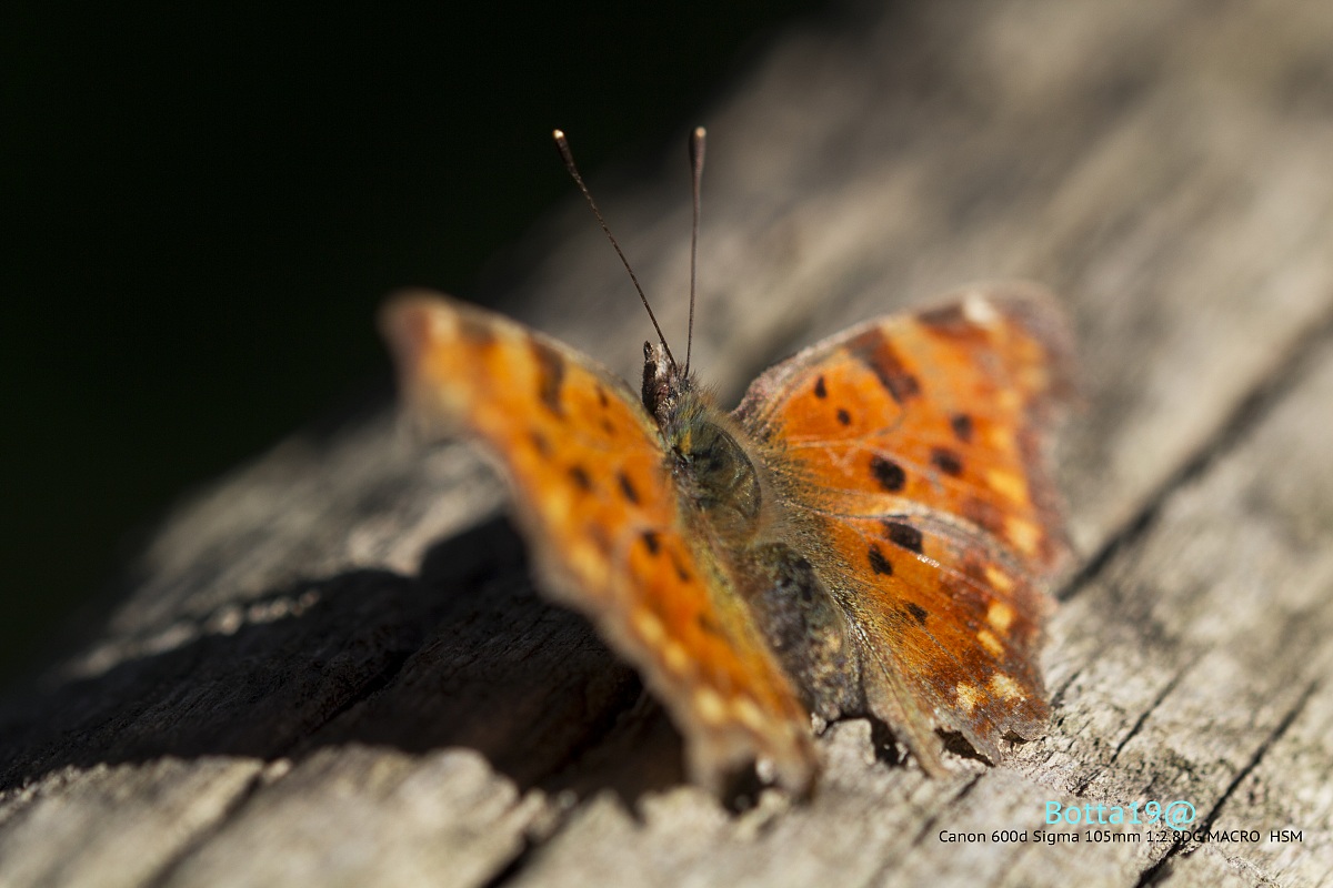 Butterfly Rust