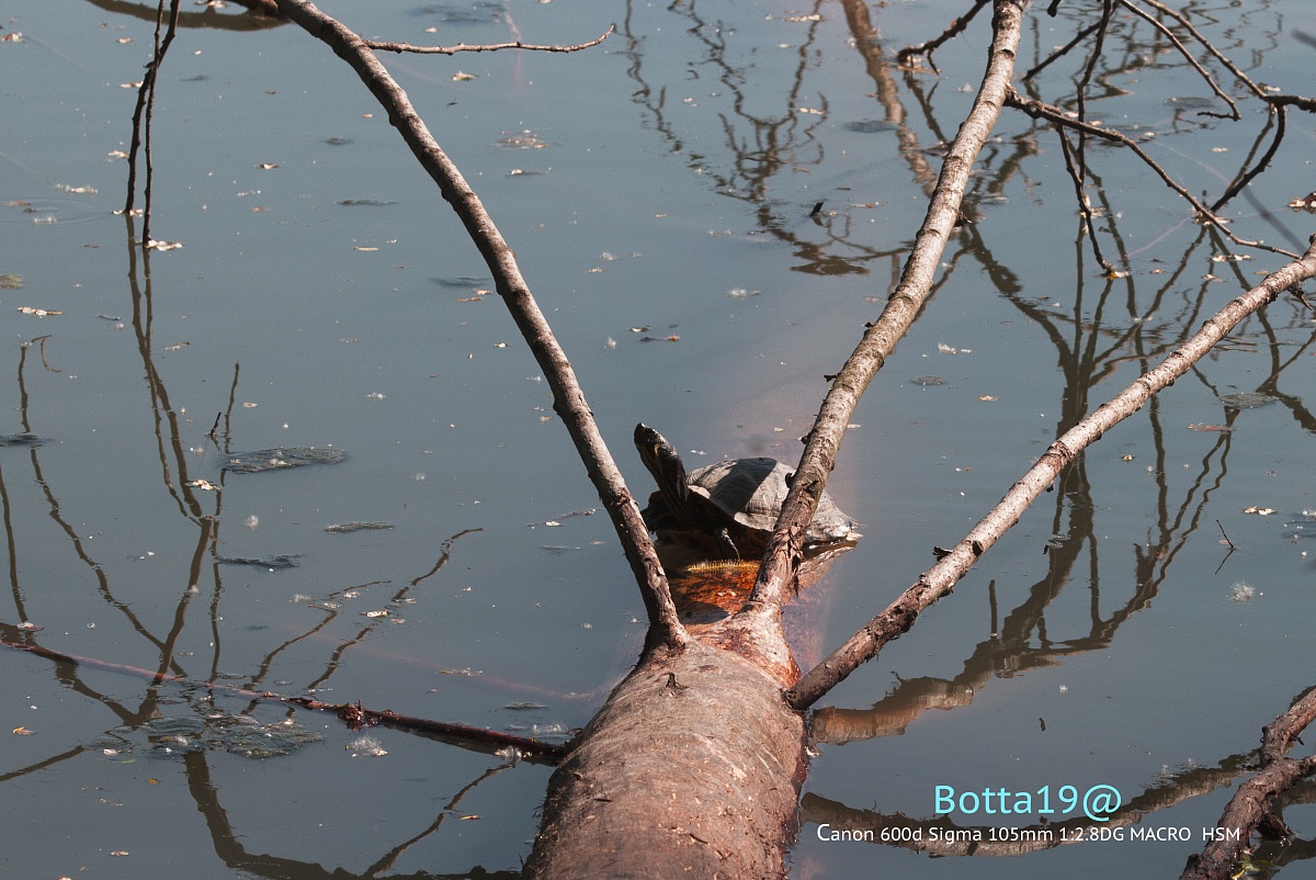 Turtle Rays of the Sun