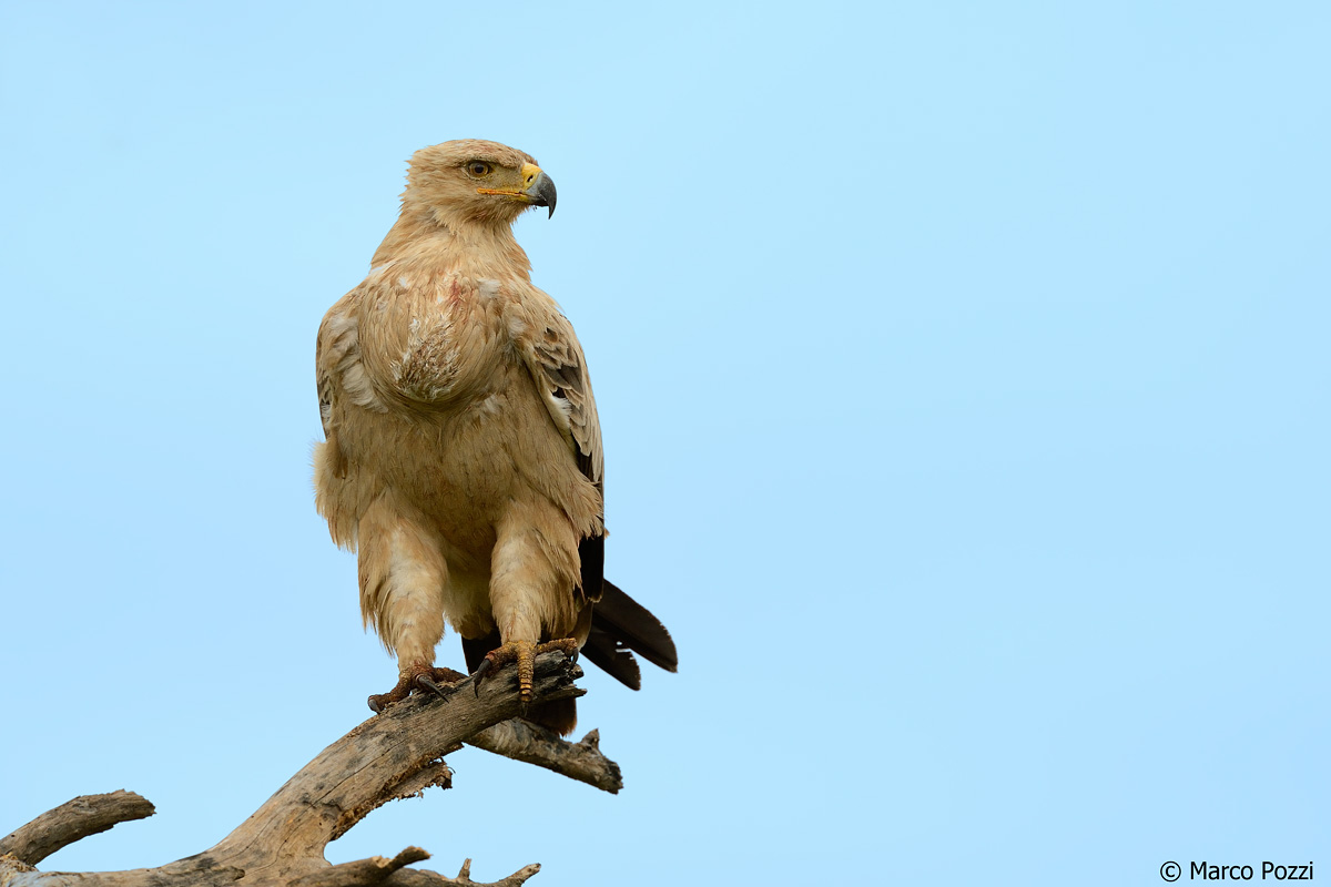 Tawny Eagle