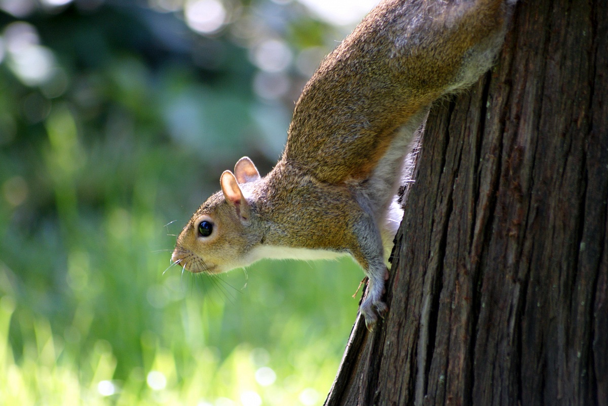 Ciop ai Parchi di Nervi, Genova