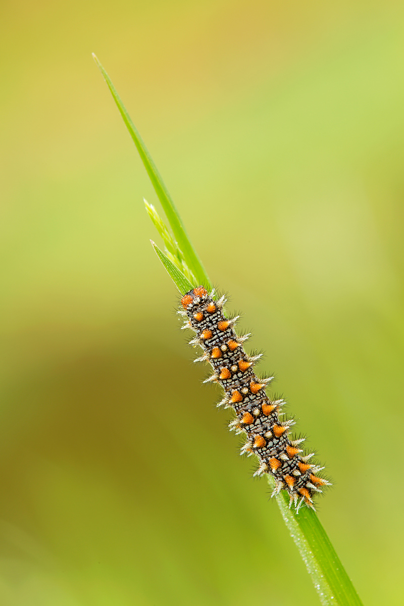 Spiny caterpillar - Melitaea didyma