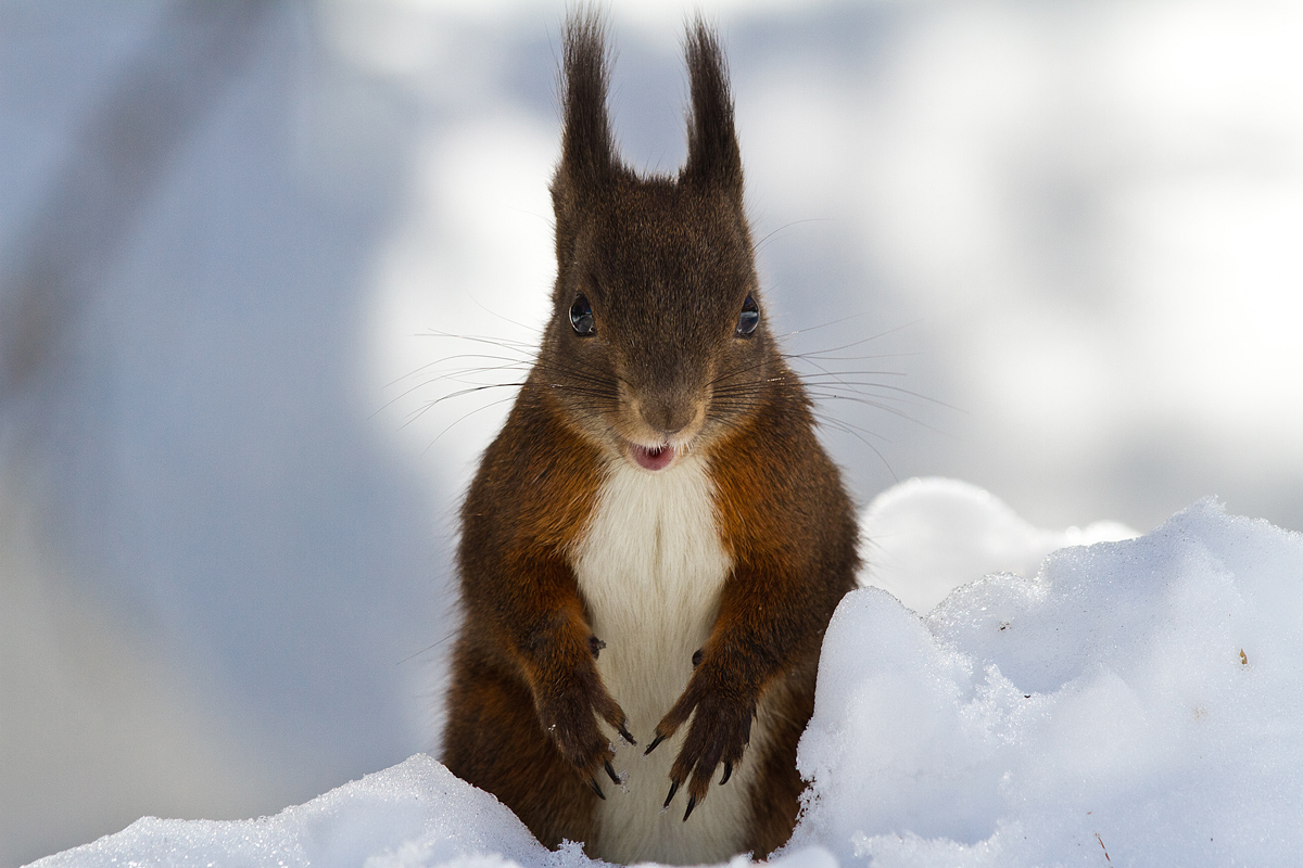 Miguel Miguel .... I am!