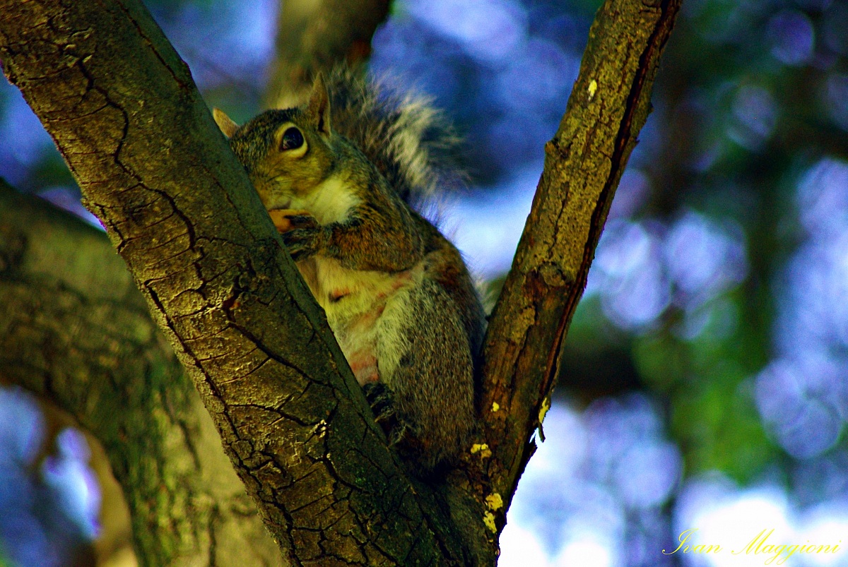 scoiattolo