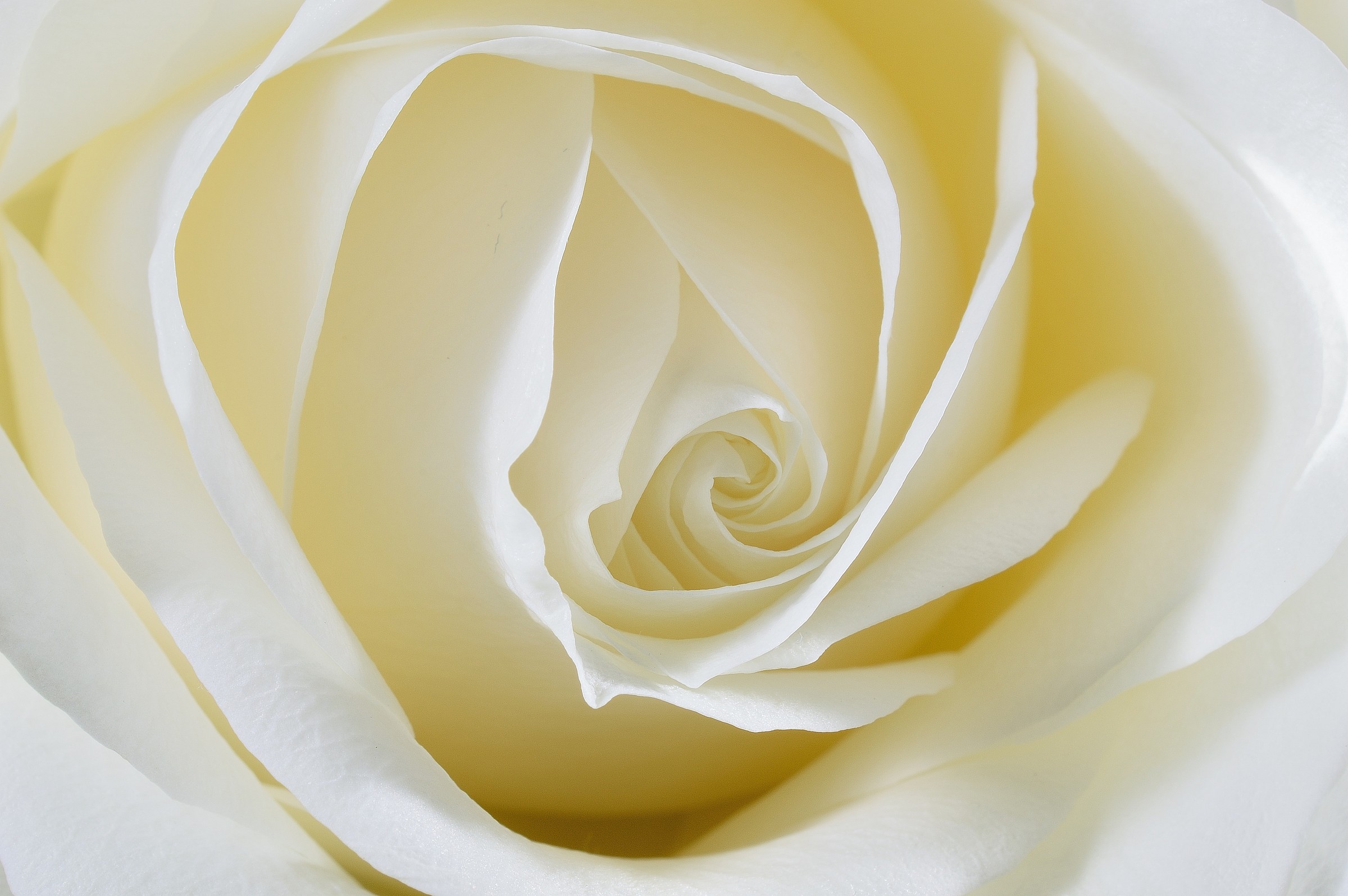 White Rose