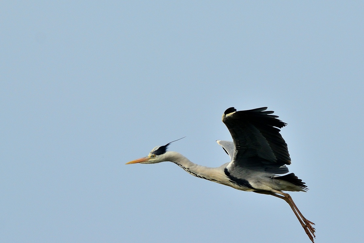 The take-off of the Heron