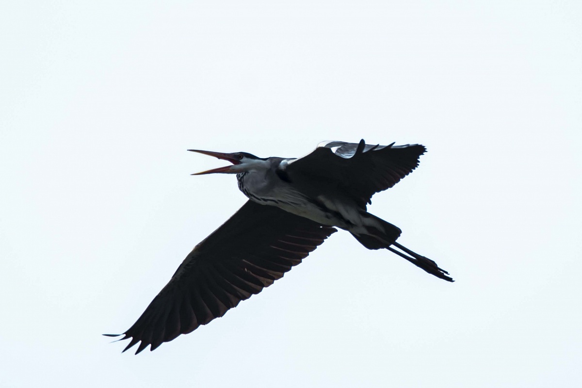 The 'cry of the Heron