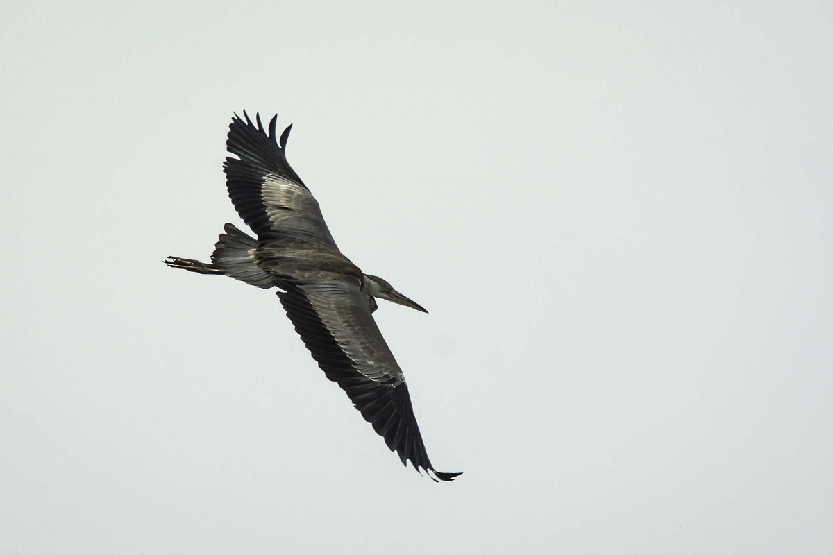 The turn of the Heron