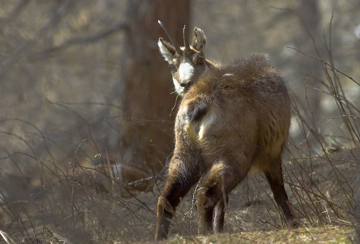 chamois