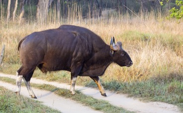 Bos gaurus