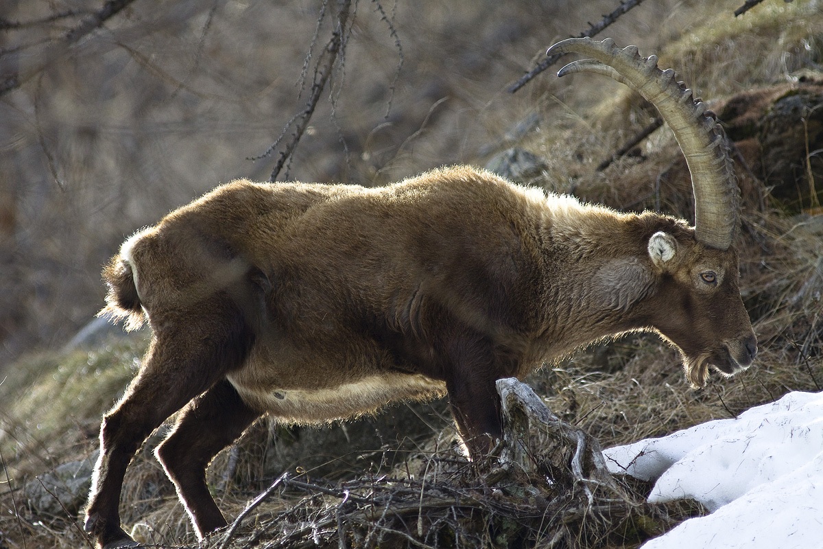 was dissetando with snow