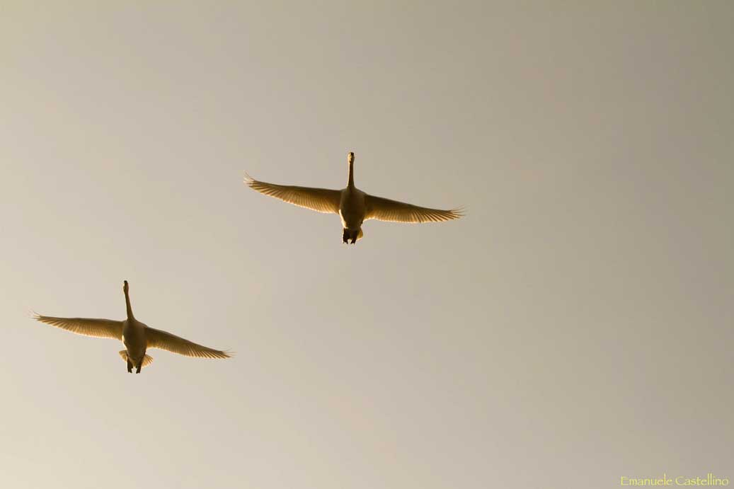 Cigni in volo