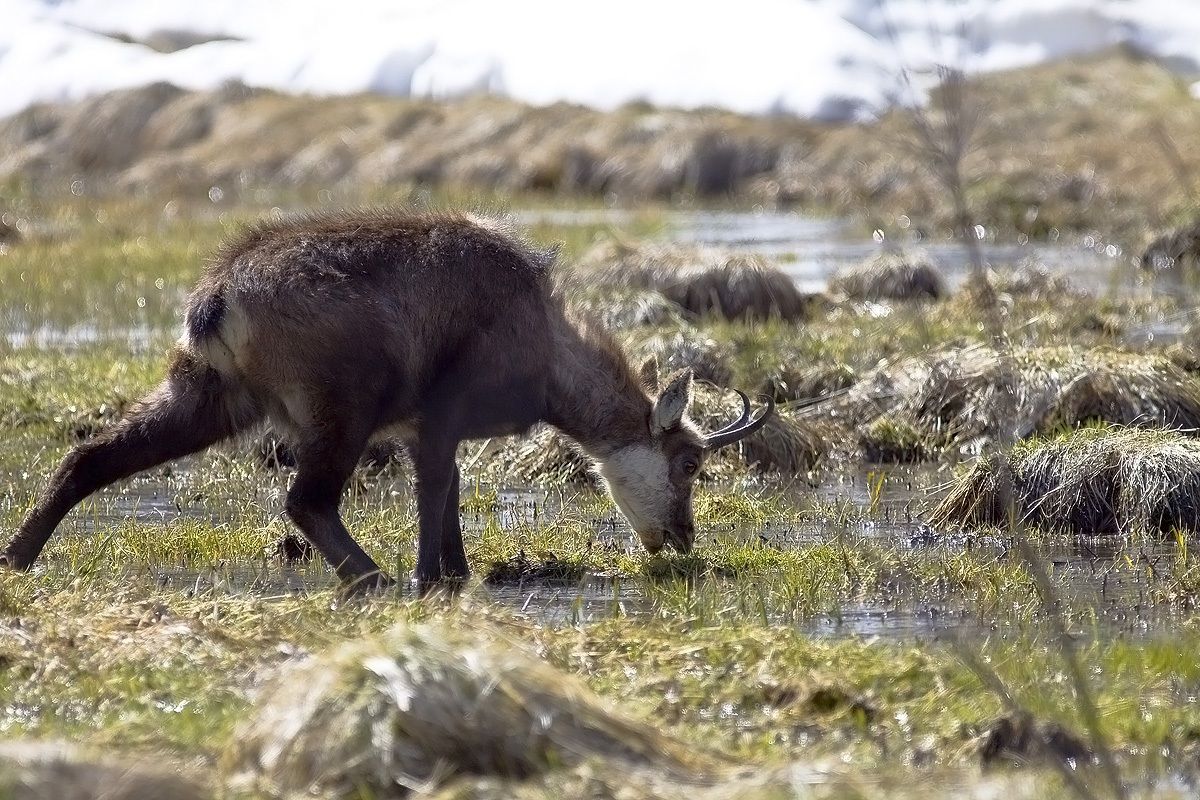 chamois grazing