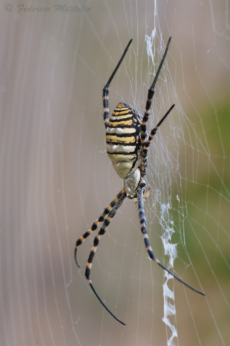 Argiope trifasciata