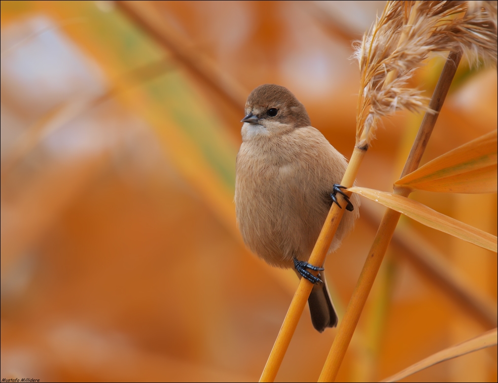 Penduline Tit ...