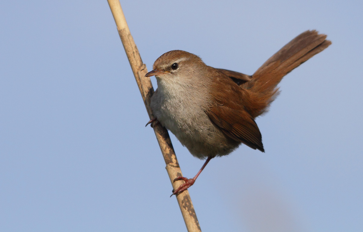Cetti's Warbler