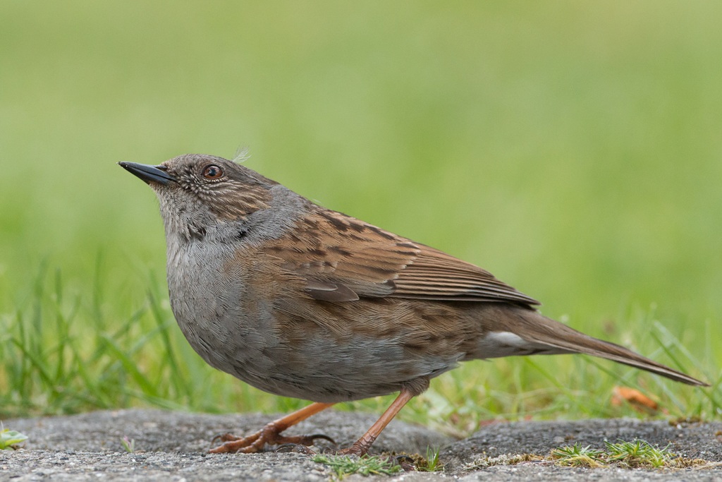 Dunnock