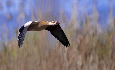 Alopochen aegyptiaca