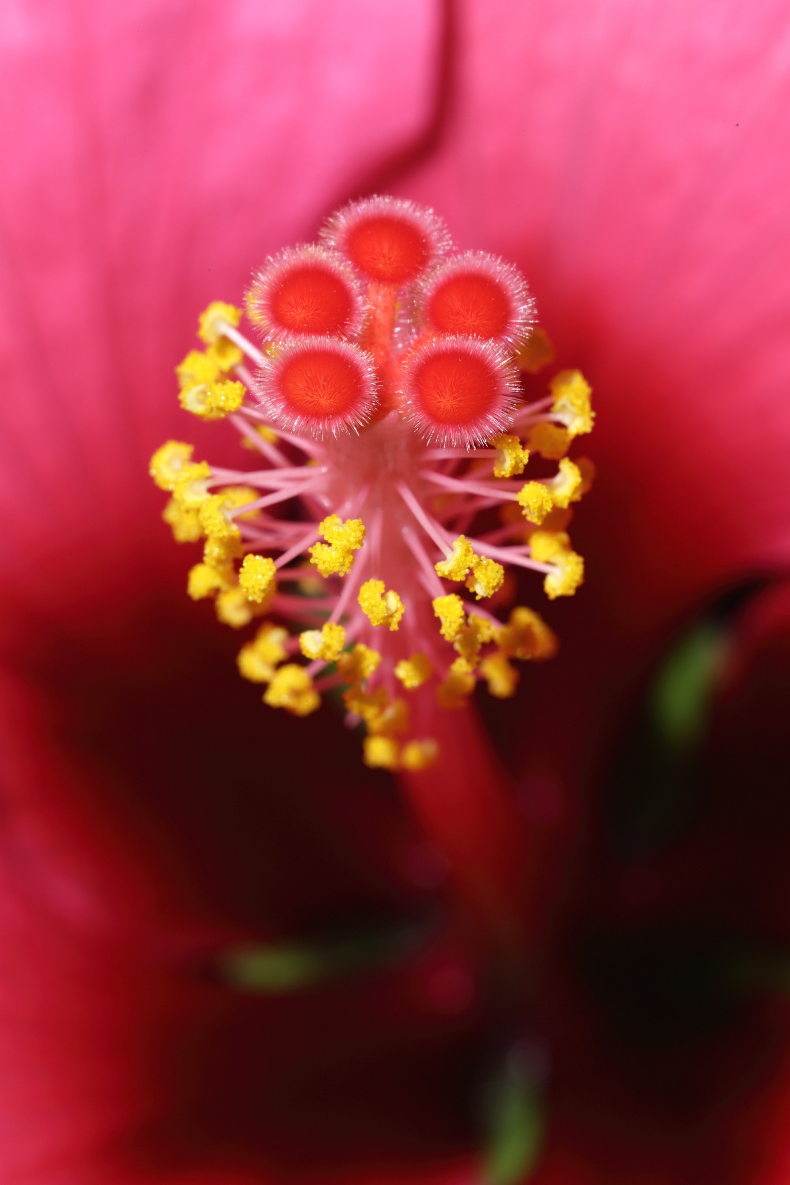 Pistil of Hibiscus