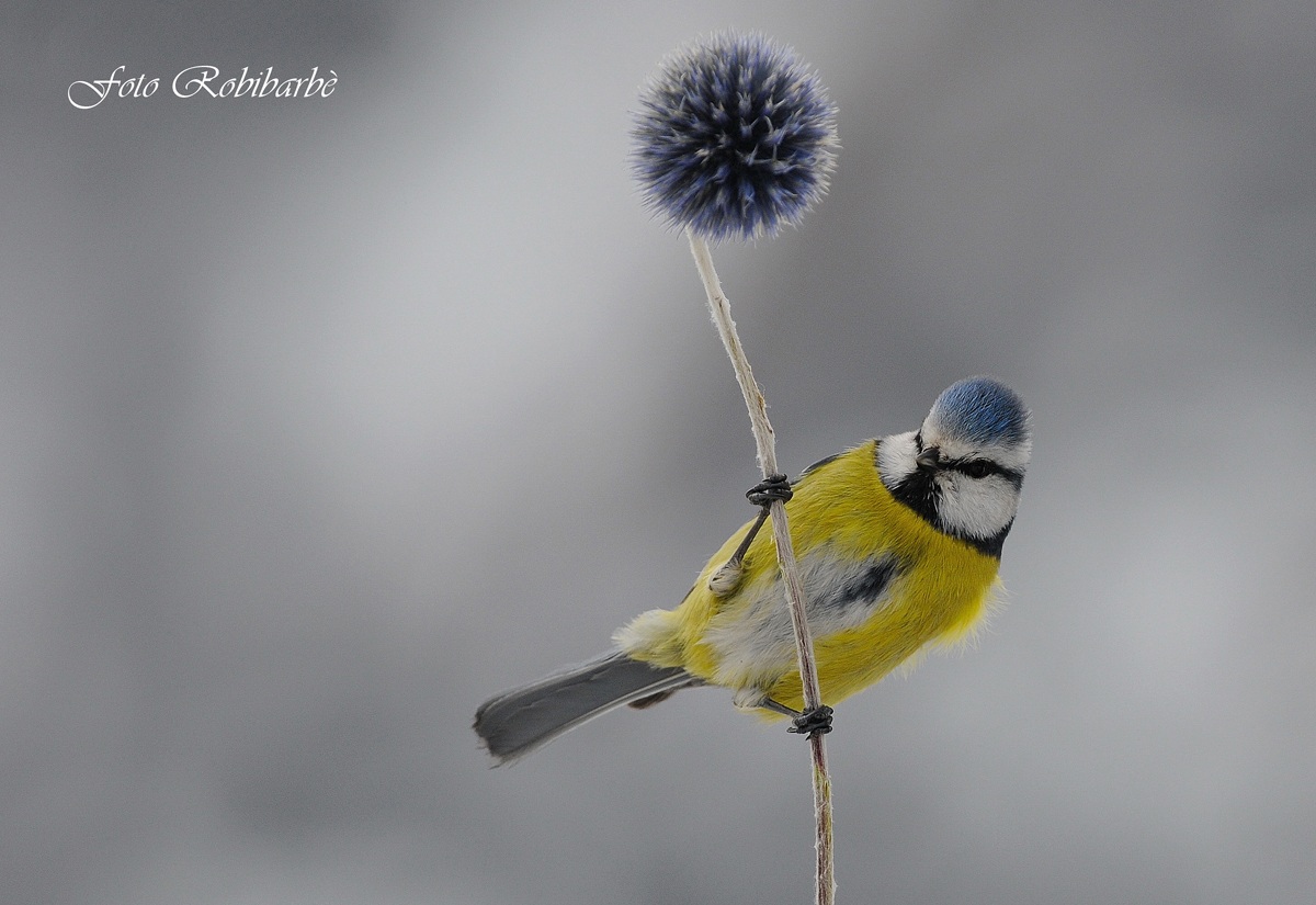 Cinciarella...acrobata...