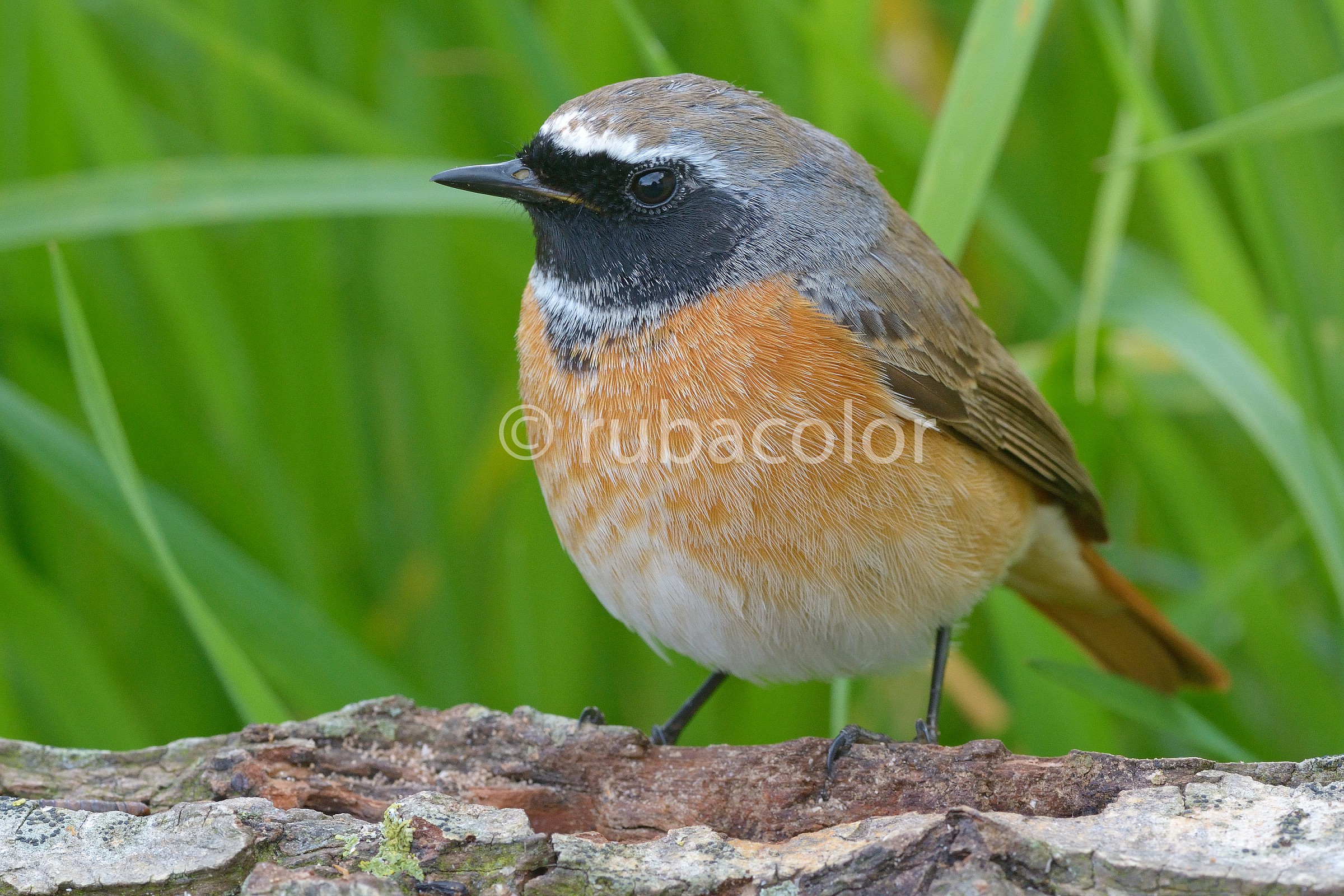 That ball colored male redstart