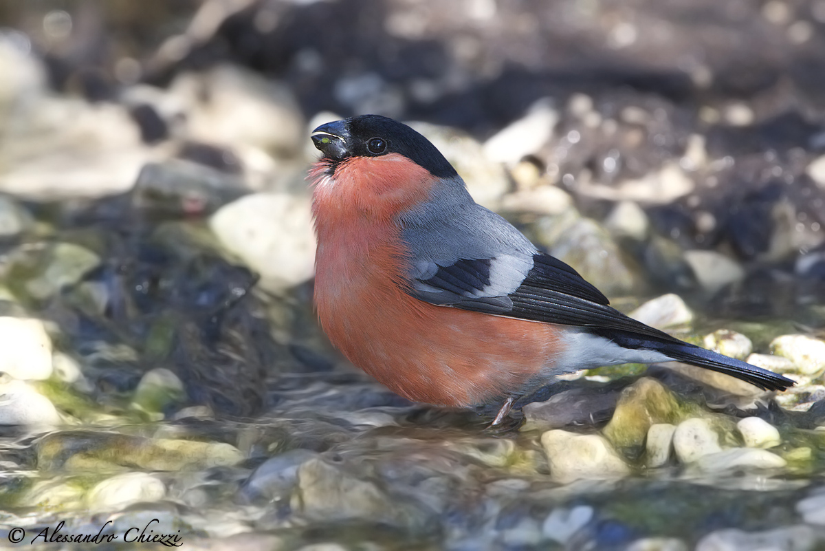 Bullfinch