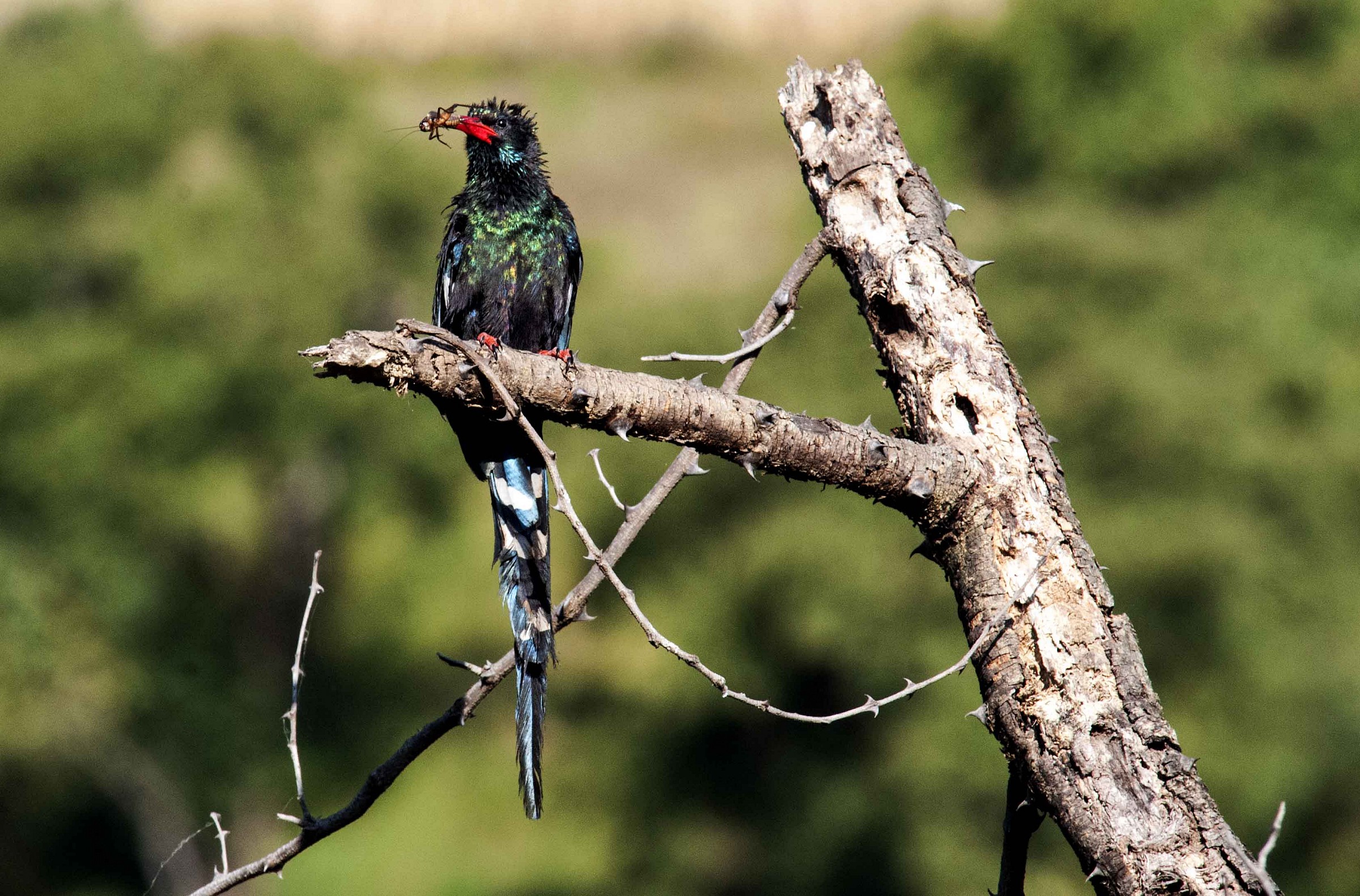 Phoeniculus damarensis