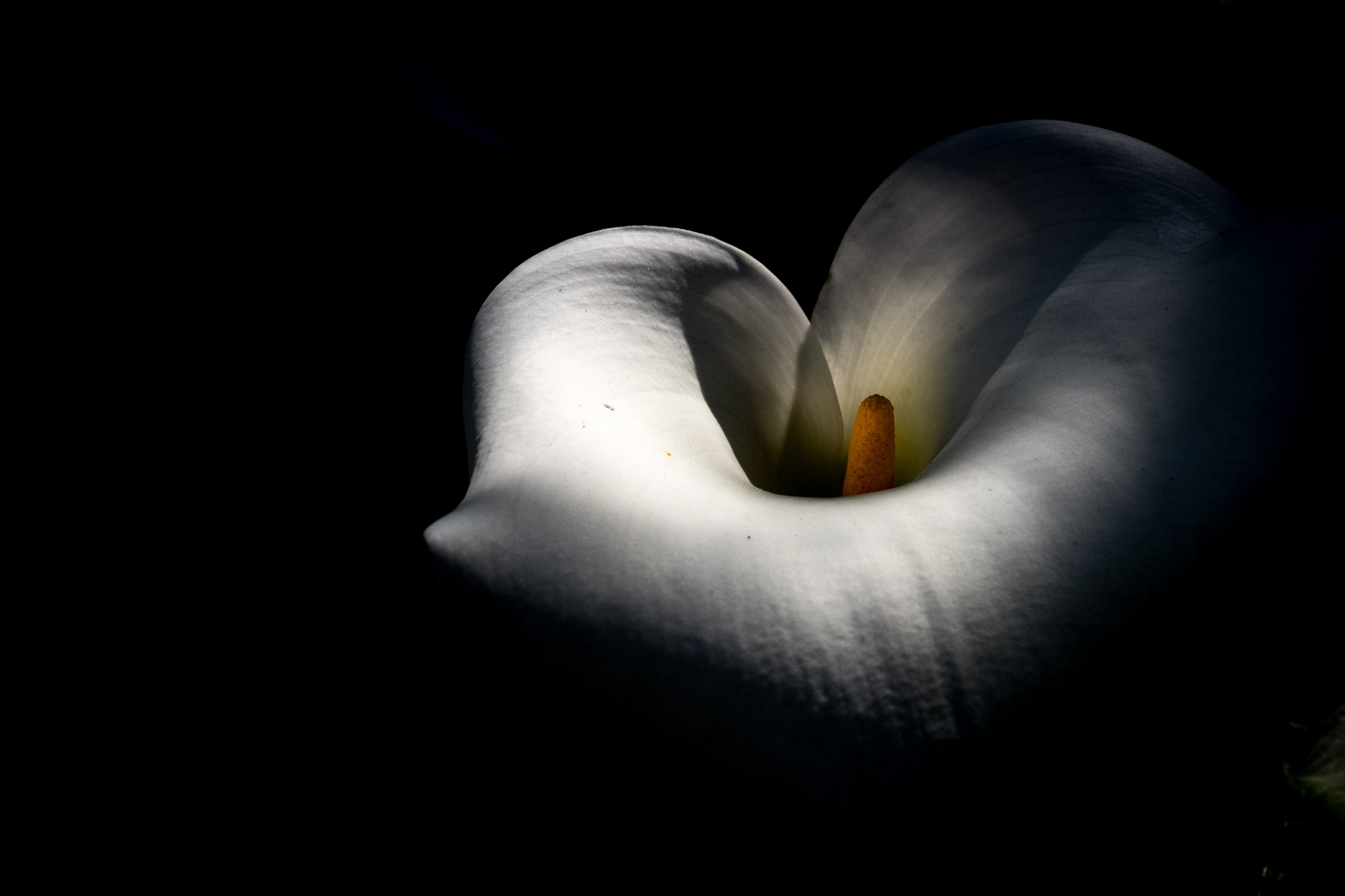 Calla